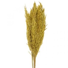 Trockenblumen Dekogras f&uuml;r elegante Raumdekoration, 10 St&uuml;ck