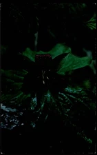 Western Trillium Northern California vintage postcard s855