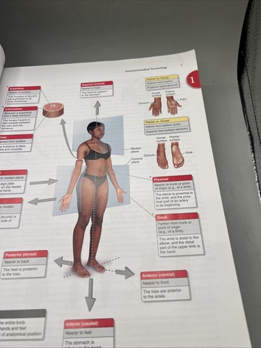 Clinically Oriented Anatomy PB 2018 By Keith Moore 8th Edition - Picture 9 of 18