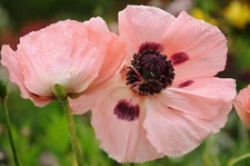 100 Seeds Pepperbox Poppy Multiple Colors Multi use plant