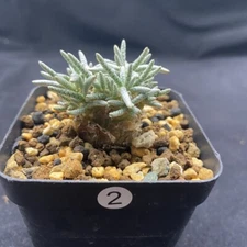3cm Cactus Live Plants Avonia Quinaria Beautiful Cactus Rare Root Tuber Cactus