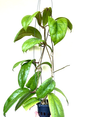 Hoya vitellinoides 10-25 inches well rooted.