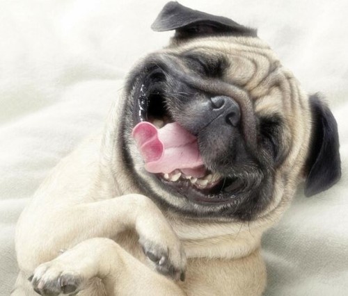 Diamond Painting Kit Funny Smile Pug Dog DIY Embroidery Artwork Animal Picture | eBay Diamond Painting Kit Funny Smile Pug Dog DIY Embroidery Artwork Animal Picture | eBay