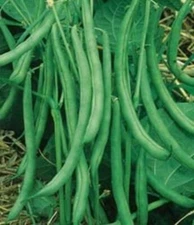 Stringless Bush Bean Contender 400+ Seeds Value Pack