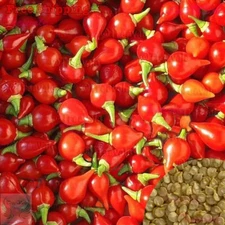 Biquinho Red Hot Pepper Seeds | Little Beak, Pearl Seeds | NON-GMO