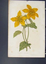 Original Old Antique Print Gymnopsis Uniserialis Flora Fauna Flower Colour