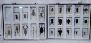 Insect Taxidermy Collection in Display Cases RL219/12