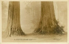 RPPC Postcard Stanley Park Vancouver Canada Sequoias 1919