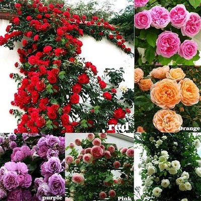 100Pcs Mix Climbing Rose Rosa Bush Vine Climber Fragrant Butterfly