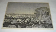 1878 magazine engraving ~ POLAR BEARS FEASTING ON STRANDED WHALE