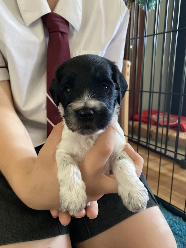 spoodle puppies for sale gumtree