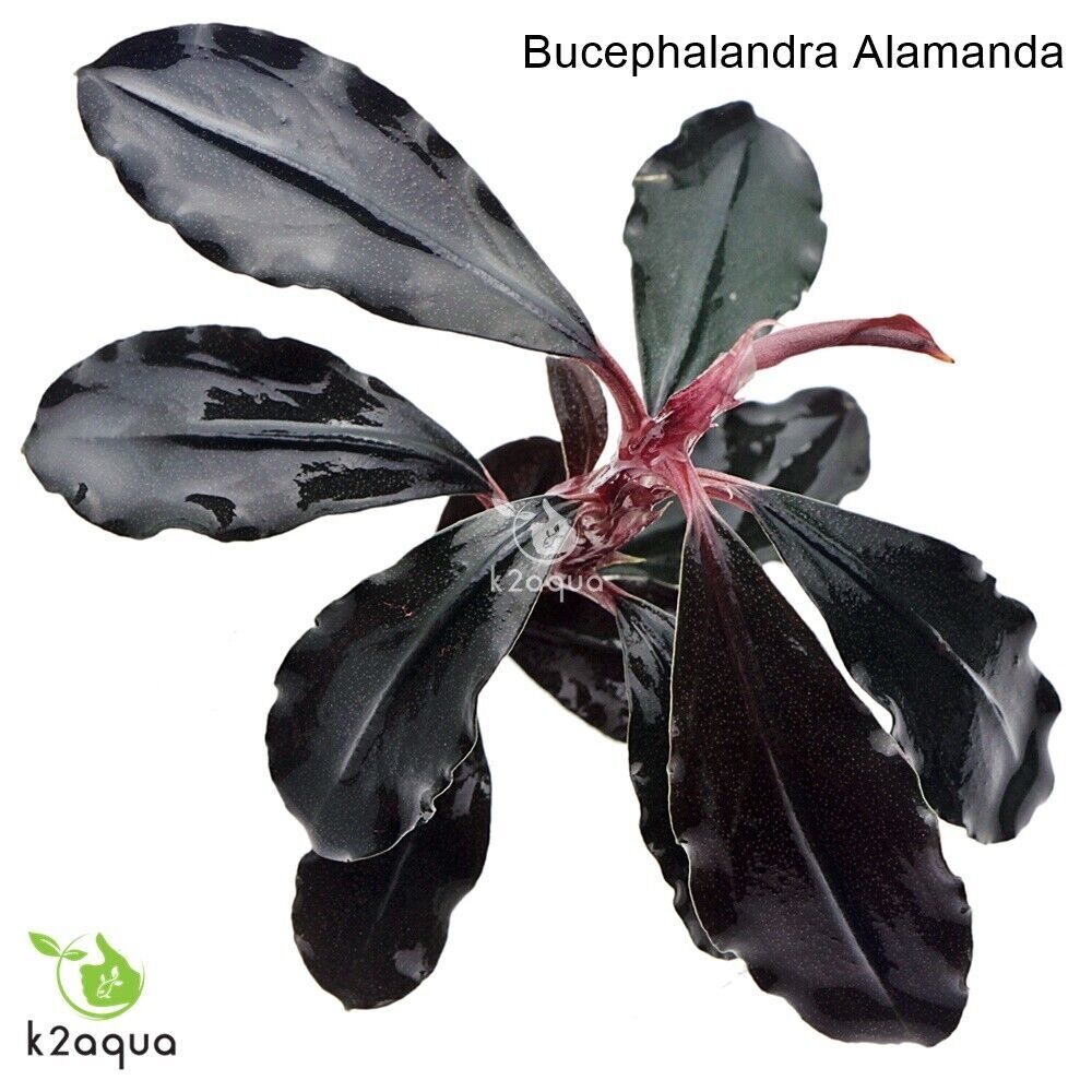 Bucephalandra 60 species Live Aquarium Plants Terrarium Tropical