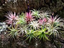 300 Small Ionantha Rubra Air Plants Wholesale Bulk Lot Of Beautiful Tillandsia