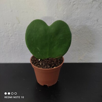 @//(   )\@ ANGEBOT : HOYA KERRII  Wachsblume Porzellanblume Herzblume