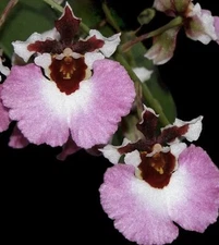 Three Different Tolumnia Equitant Orchid Plant Oncidium 3 Plants IN SPIKE! 0701