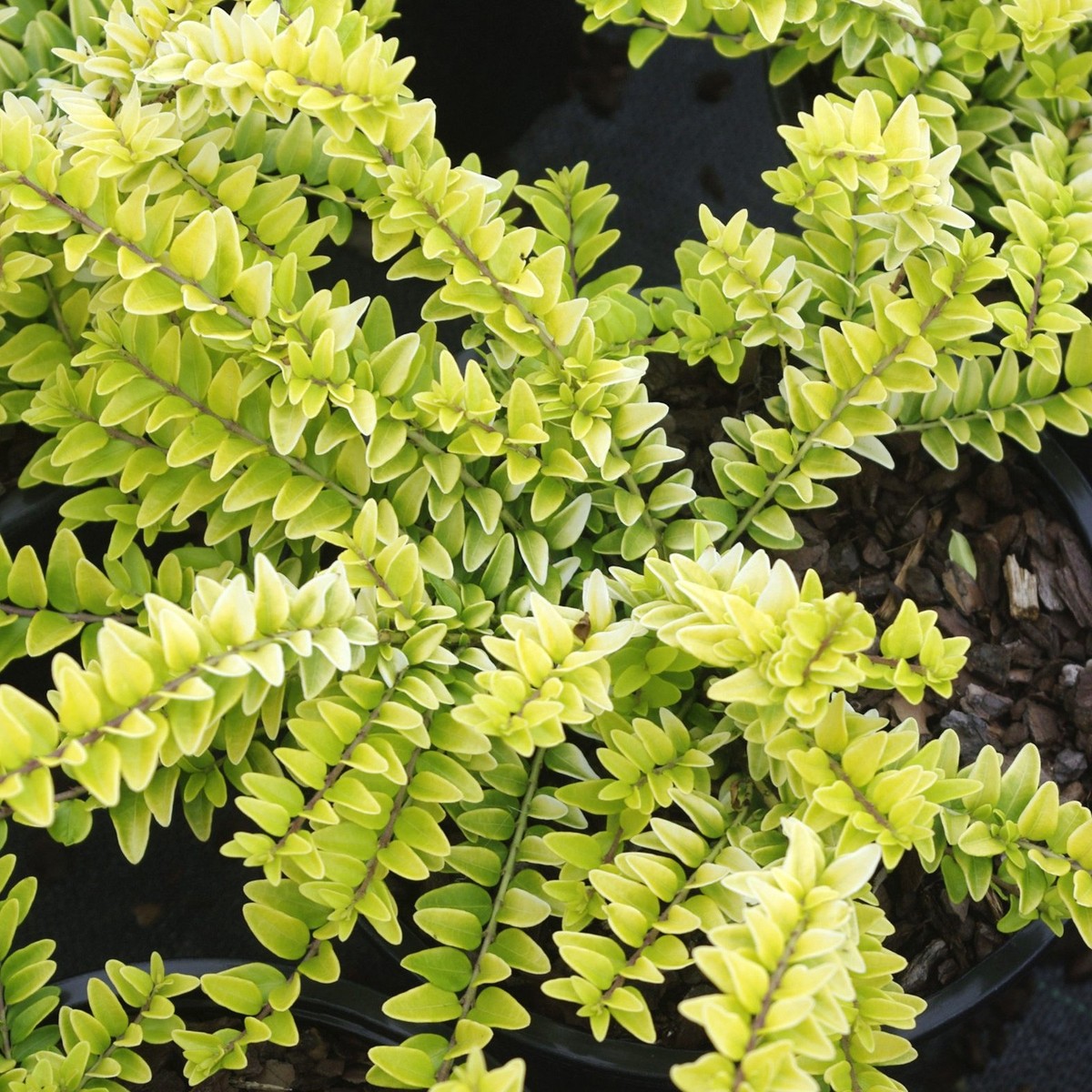 Lonicera Golden Glow Shrubby Honeysuckle Yellow Foliage Plant | 9cm Pot