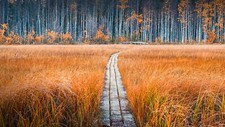Landscape path fall forest sweden plants Custom Gaming Mat Desk