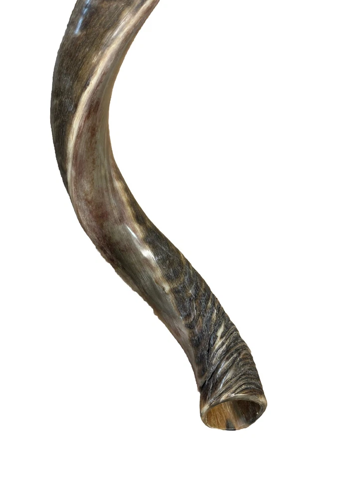 Shofar Yemenite Kudu Horn XXL 44”-48” Nuevo Natural KOSHER Hecho Envío Gratis EE. UU. Foto 3 de 4