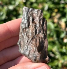 Florida Fossil Deer Antler 2.29” Mammal Ice Age Pleistocene Bones Odocoileus