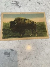 Buffalo N.Y./Antique Postcard/Bison Picture/Scenic View