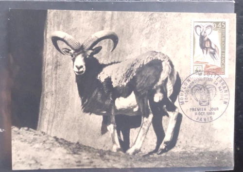 FRANCE MOUFLON MEDITERRANEEN RAM NATURE  1971 FIRST DAY CANCEL MAXIMUM CARD