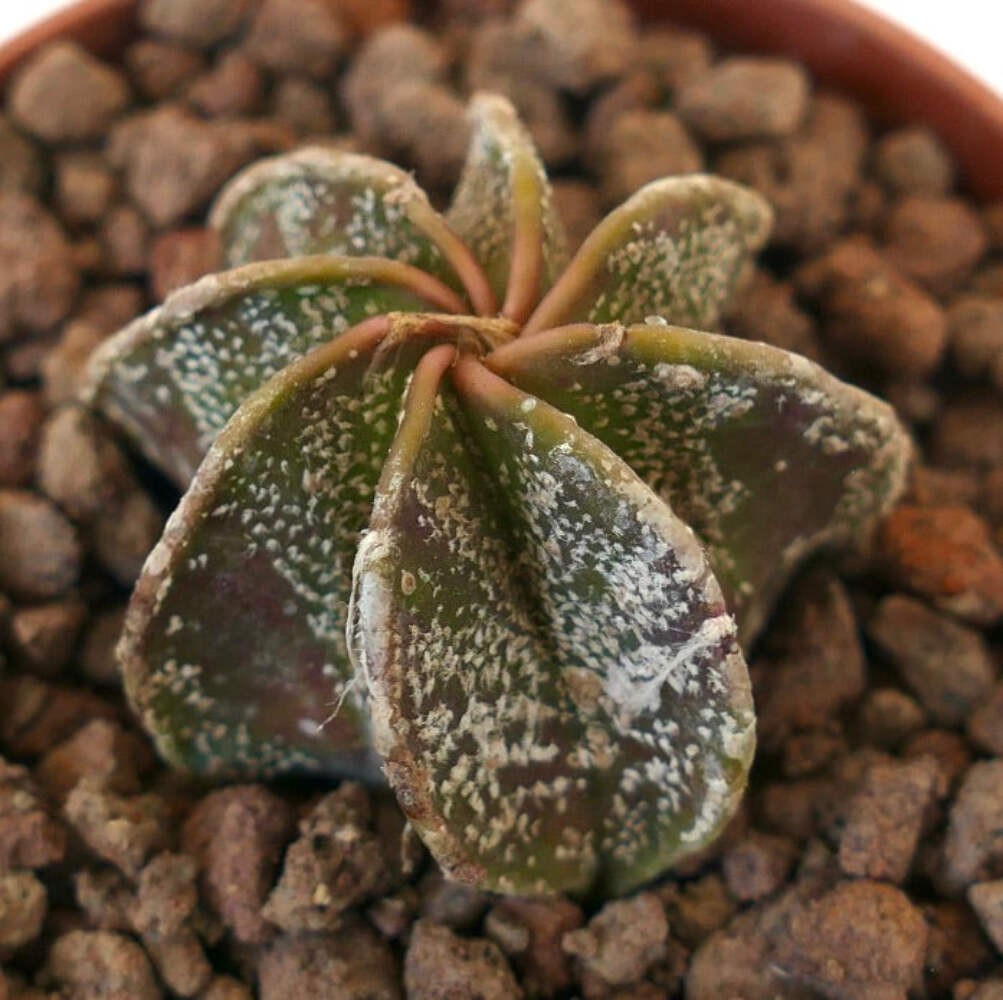 Astrophytum SELECTED HYBRID - Cactus estrella | Gorra de obispo