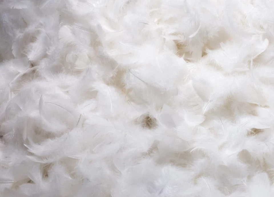 Paquete de 2 almohadillas de inserción de cojín de pluma y plumón de pato natural de 18"" × 18"" (45 × 45 cm) Foto 3 de 3