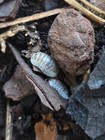 50+ 'Shiro Utsuri' Isopods — photo 3