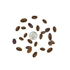 500 Medium 1/2 Dubia Feeder Roaches for Bearded Dragons, Dart Frogs, Spiders ...