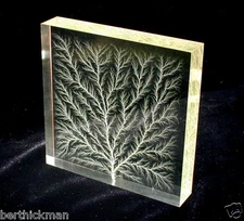 4" x 4" x 3/4" Captured Lightning Edge Lichtenberg Figure Beam Tree Sculpture
