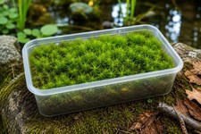 Star Moss (Haircap Moss) Live – Fresh Green Forest – Terrarium, Bonsai, Vivarium
