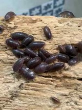 200 Porcellio Laevis Isopds  Free Priority Shipping 