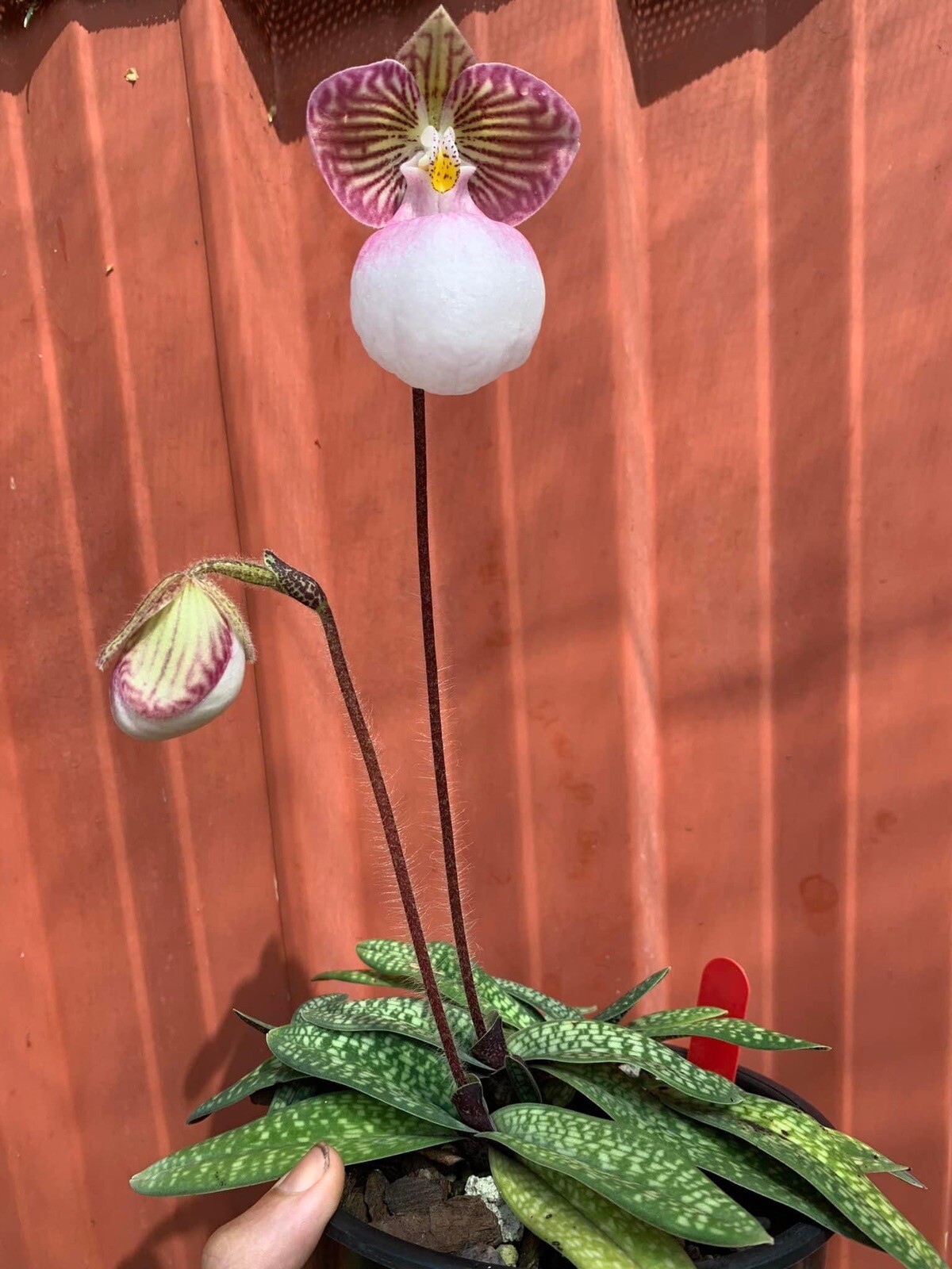 Orchid species Paphiopedilum micranthum eBay