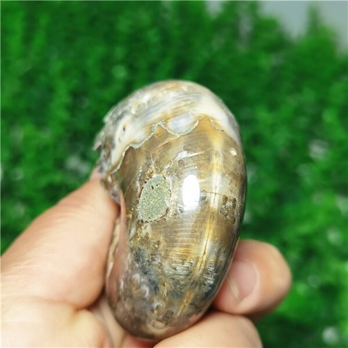 128g Handschnitzerei seltene natürliche Muschel Ammonit Fossil Exemplare von Madagaska L620 - Bild 8 von 12
