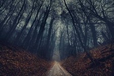 Landscape nature forest trees mist dirt road fallen Custom Gaming Mat Desk