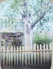 Oak Tree, Swarthmore, Pennsylvania, c1930's Magic Lantern Glass Slide