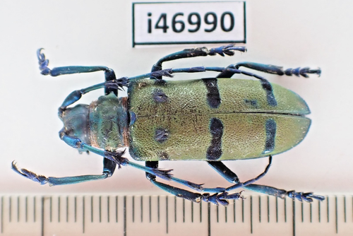 i46990. Insects, Beetles. Cerambycidae sp. Vietnam, Lai Chau | eBay