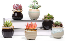 Small Ceramic Succulent Pots with Drainage Set of 6, Mini Pots for Plants, Tiny