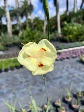 Stunning African Iris Dietes bicolor - Hardy Perennial with Yellow Blooms for