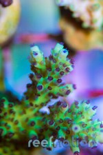 IC Raspberry Limeade Acropora 