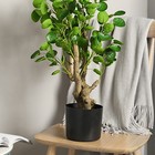 Foto 4 di 22