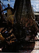 1974 Stampa Vintage Monterey Bay Barca da Pesca Sardine Pescatore Siciliano Pesce