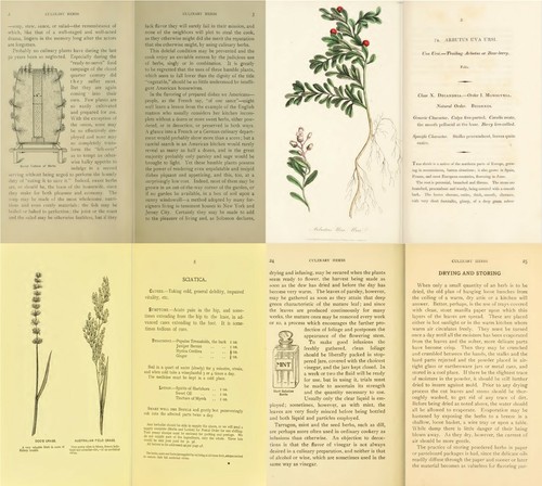 Herbs Botany Botanica Plants Herbal Remedy Medicine Vol.1 - 102 Old Books on DVD - Imagen 11 de 12