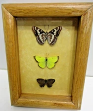 Real Butterfly Mounts in shadow box - Hand mounted by a Montana craftsman