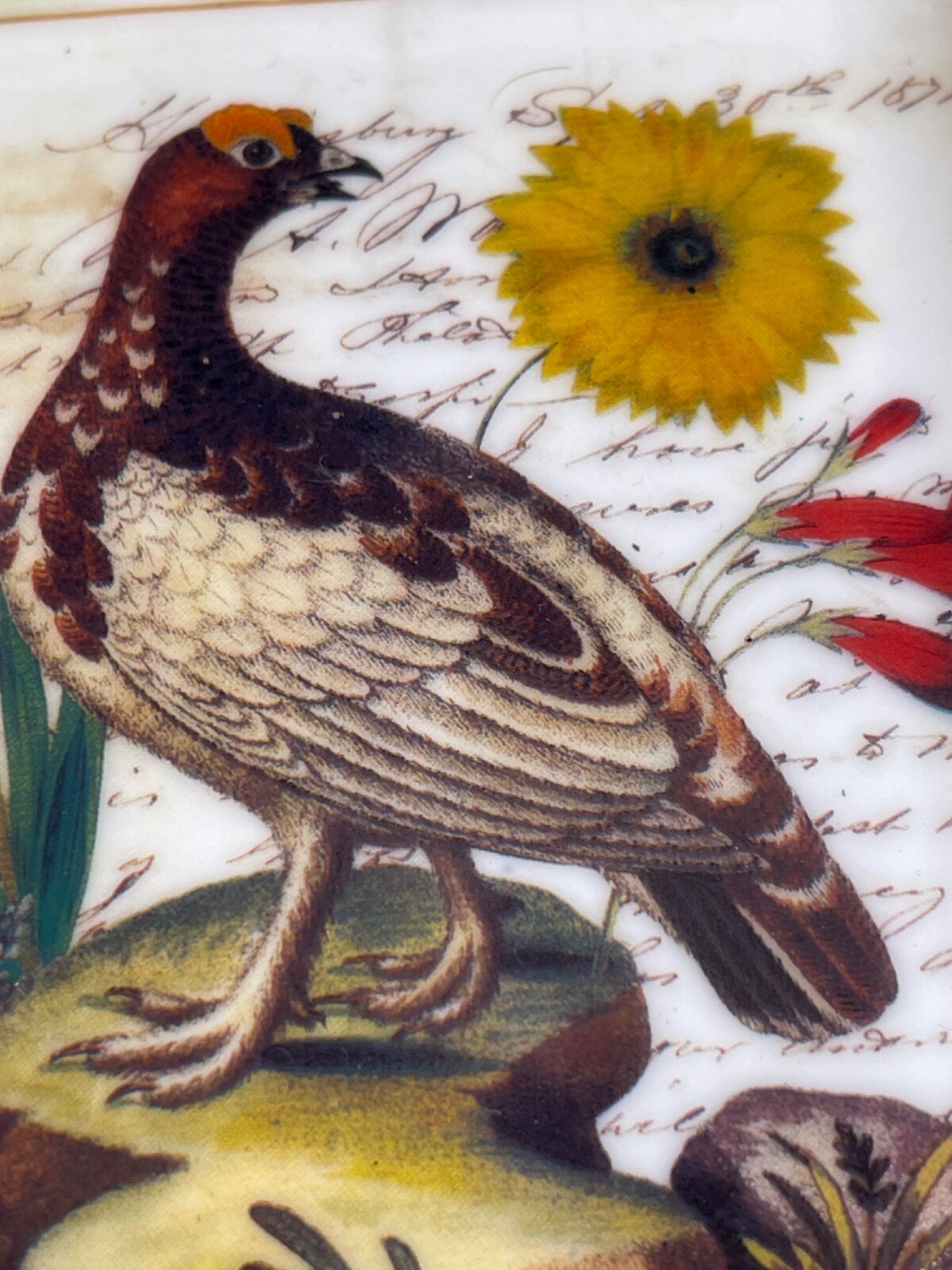 Vintage John Derian Company - Retangle Collector Plate - Bird Pink Dots 5511