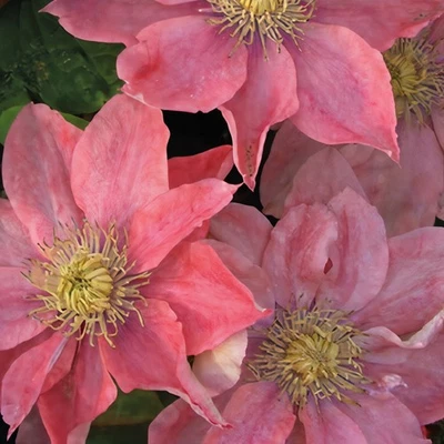 Clematis Little Mermaid 2L - Zarte rosa-lachsfarbene Blüten - Bild 1 von 4