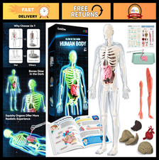 40-Piece Glow in the Dark Human Skeleton Model Kit - STEM Anatomy Toy for Kids 8