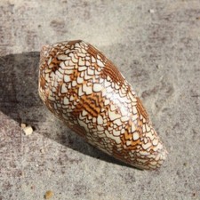 Textile Cone Seashell | Conus Textile 8-9cm | Beach Shells | Natural Decor