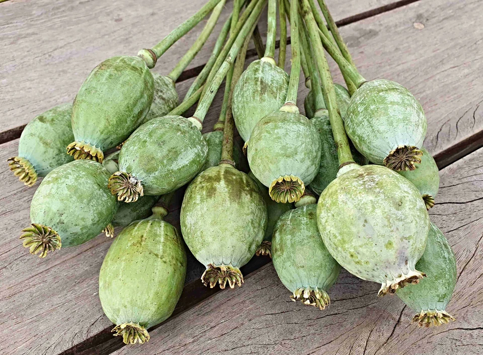Schlafmohn Samen, Papaver somniferum, Blaumohn - Bild 3 von 4