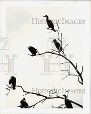 1980 Press Photo Cormorants perch on a dead tree in the Everglades. - lra36609